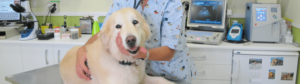 Veterinaria El Tenaz