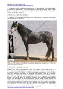 Veterinaria El Tordillo Cirugia - Radiologia