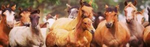 Veterinaria Equinos Open-door