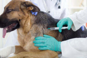 Veterinaria Hernandez SRL
