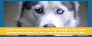 Veterinaria Husky