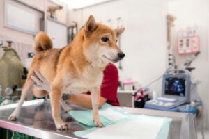 Veterinaria Inu