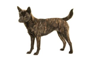 Veterinaria Kai Ken