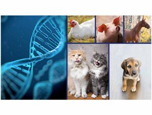 Veterinaria La Soberana