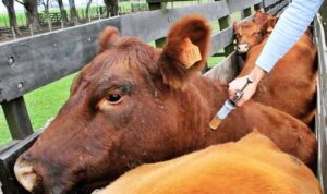 Veterinaria La Tranquera
