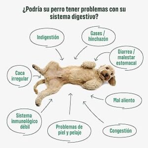 Veterinaria Lehmann