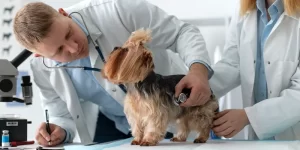 Veterinaria Los Corralitos
