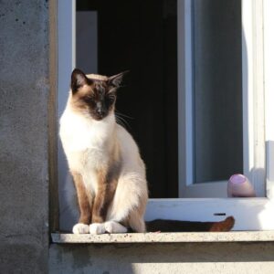 Veterinaria Los Siameses