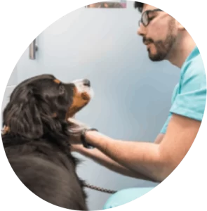 Veterinaria - Mascotas