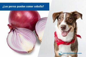 Veterinaria Mate Amargo Almacen Criollo