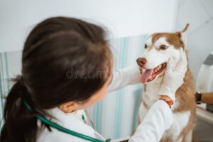 Veterinaria Medi