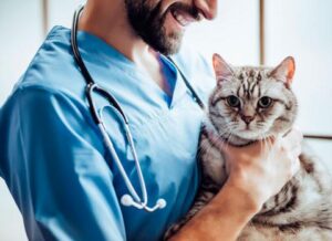 Veterinaria Medi Vet