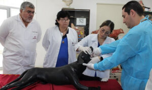 Veterinaria Mendieta