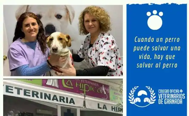 Veterinaria Michelin