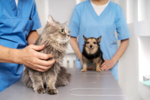 Veterinaria Mr Garfield