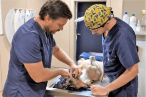 VETERINARÍA ONCOLOGICA BOXIE
