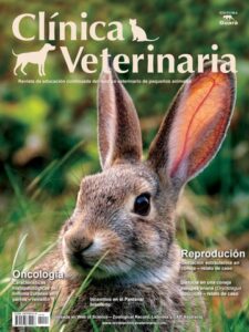 Veterinaria Pasto Puna