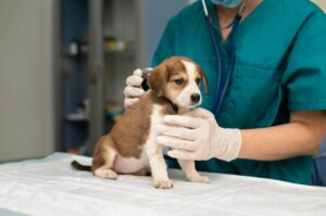 Veterinaria Praxis