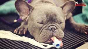 Veterinaria Pronto Doc