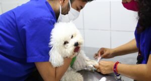 Veterinaria Quesada