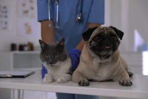 Veterinaria Reta