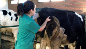 Veterinaria Rodeo