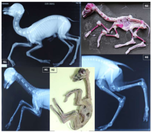 Veterinaria Rovasio