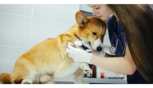 Veterinaria Sarandí
