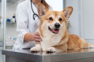 Veterinaria Segura