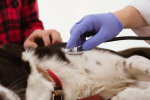 Veterinaria Stabile