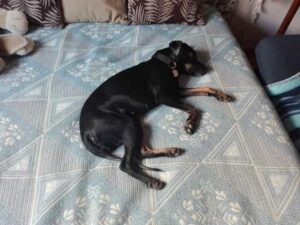 Veterinaria Tomy