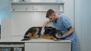 VETERINARIA VIDANIMAL