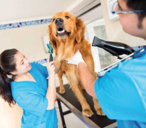 Veterinaria Zooluciones