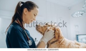 VeterinariaCoronado