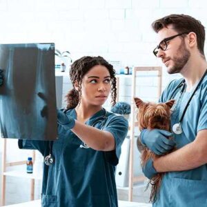 Veterinariagonzalez