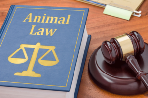 Veterinarialasaguadas